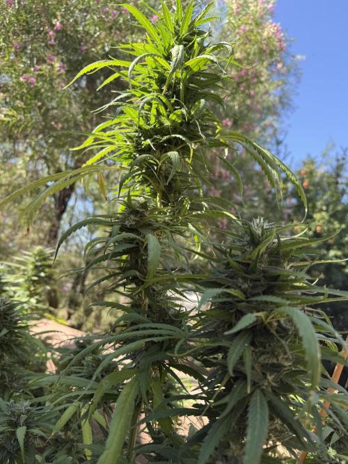 Outdoor 2025. Week 12