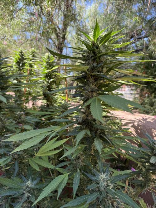Outdoor 2025. Week 12