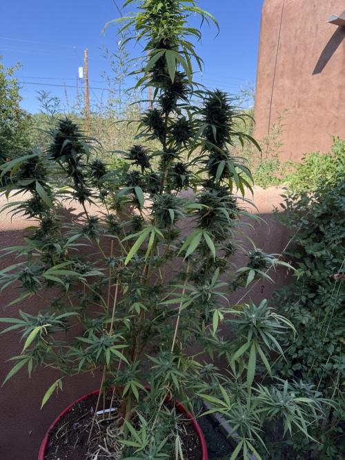 Outdoor 2025. Week 12