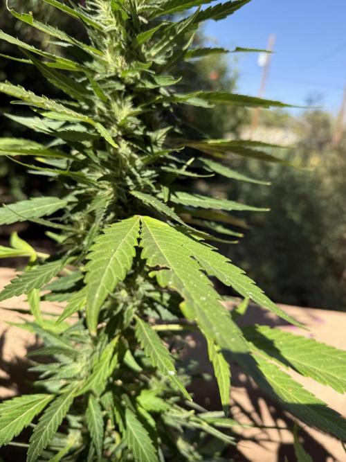 Outdoor 2025. Week 12
