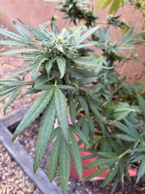 Outdoor 2025. Week 12