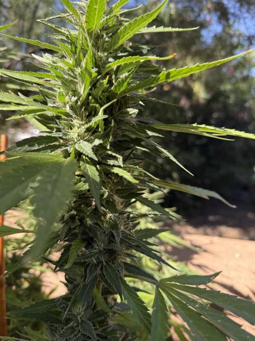 Outdoor 2025. Week 12