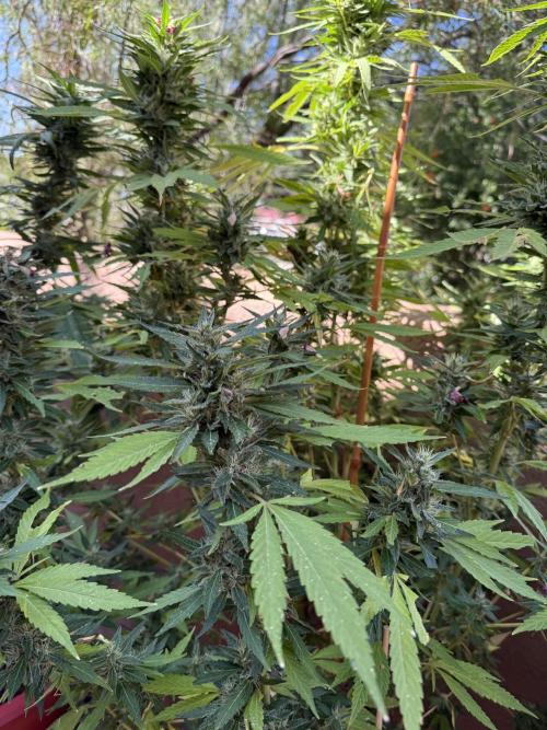Outdoor 2025. Week 12