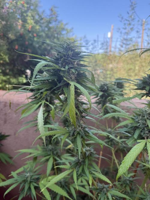Outdoor 2025. Week 12