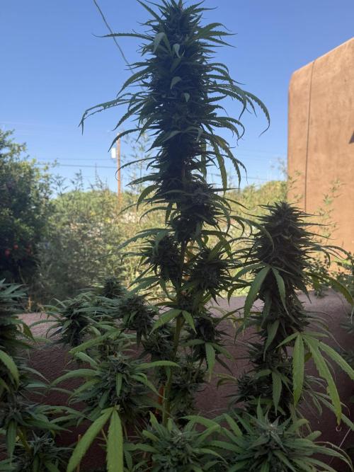 Outdoor 2025. Week 12