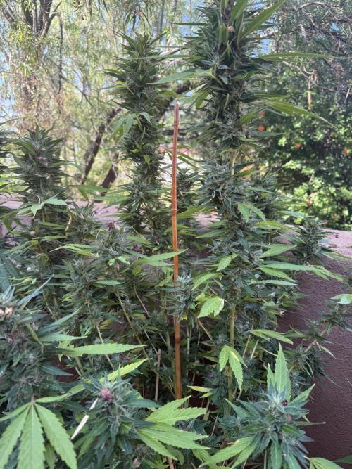 Outdoor 2025. Week 12