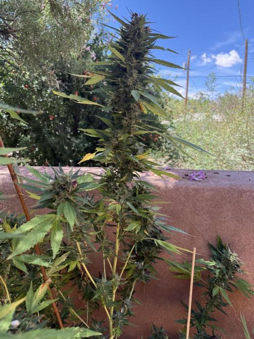 Outdoor 2025. Week 13
