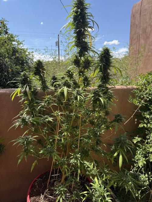 Outdoor 2025. Week 13
