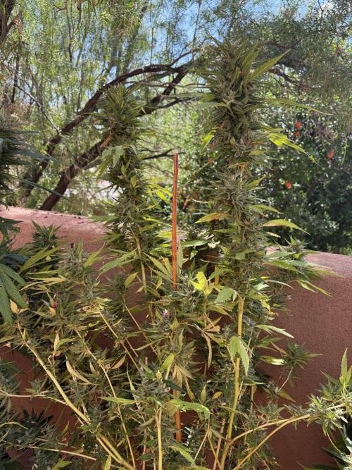 Outdoor 2025. Week 13