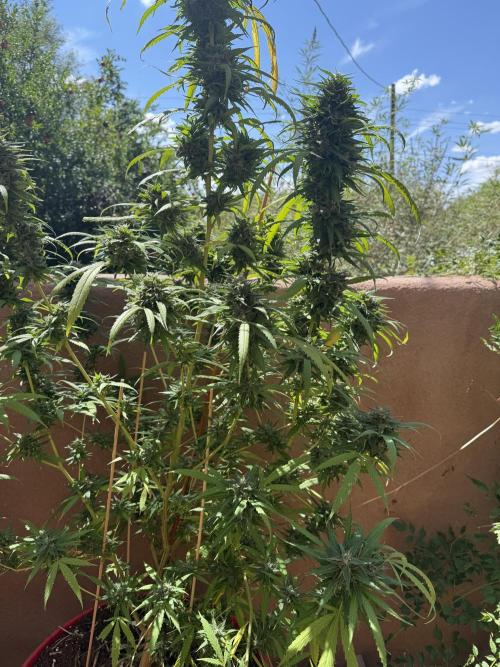 Outdoor 2025. Week 13