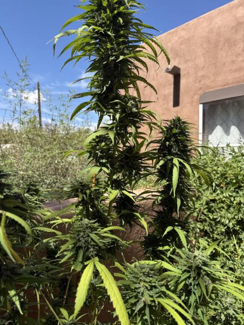 Outdoor 2025. Week 13