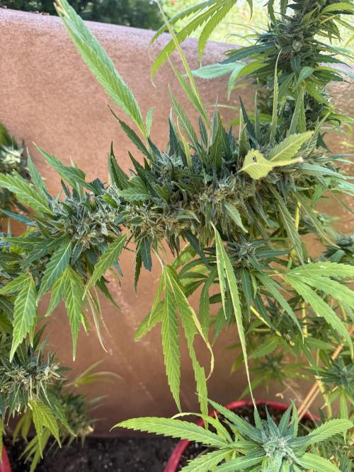 Outdoor 2025. Week 13