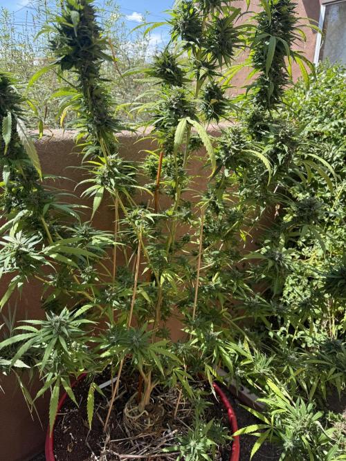Outdoor 2025. Week 13