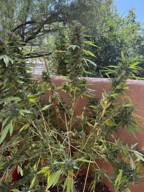 Outdoor 2025. Week 13