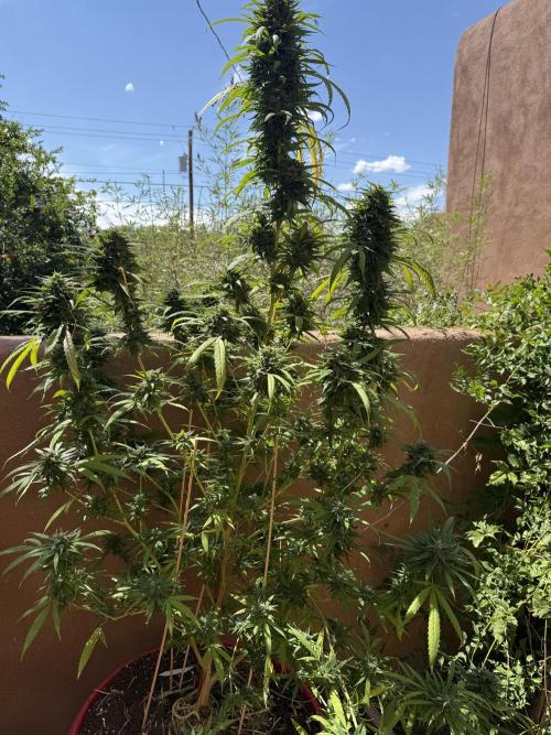 Outdoor 2025. Week 13