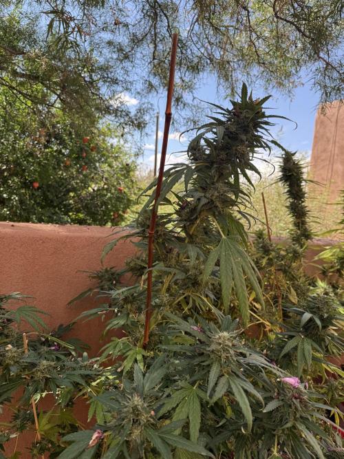 Outdoor 2025. Week 13