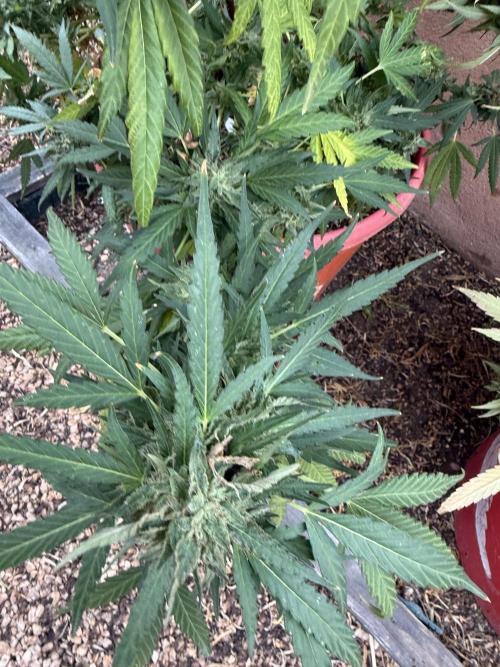 Outdoor 2025. Week 13