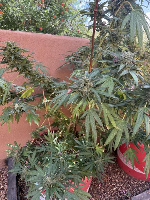 Outdoor 2025. Week 13