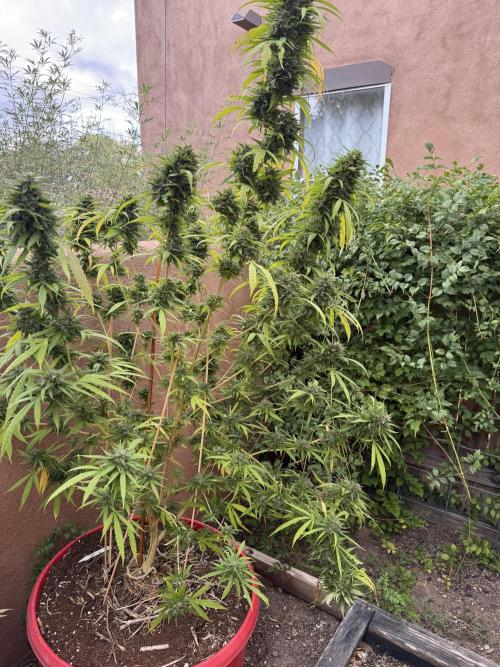 Outdoor 2025. Week 13