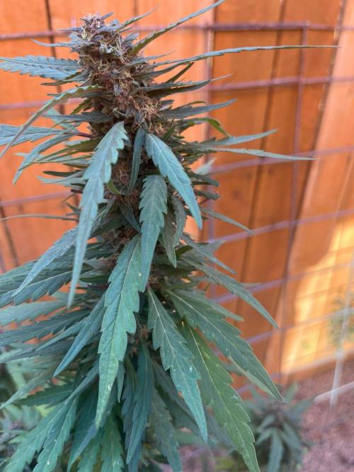 Outdoor 2023. Week 24