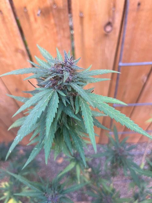 Outdoor 2023. Week 24