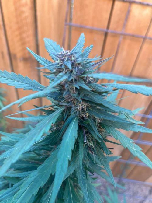 Outdoor 2023. Week 24