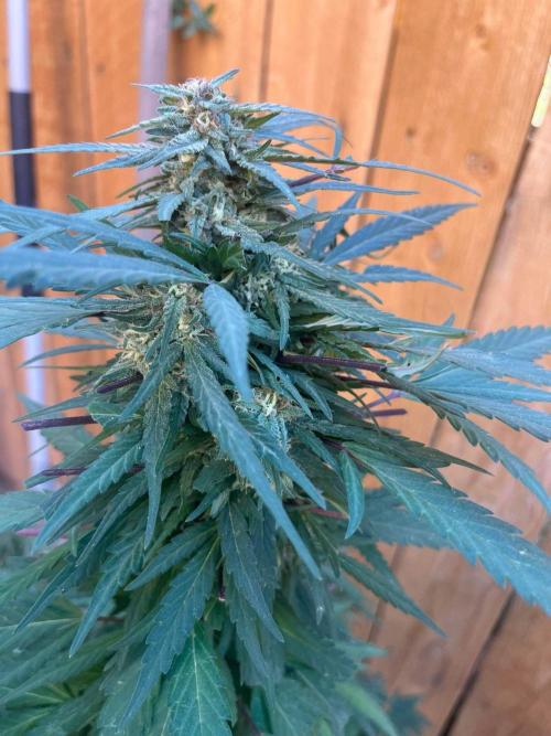 Outdoor 2023. Week 24