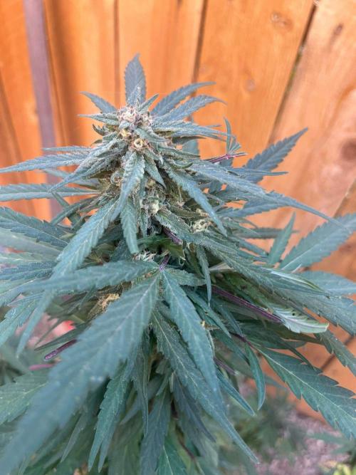 Outdoor 2023. Week 24