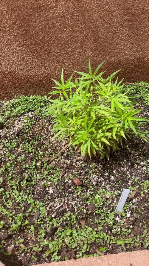 Mixed Organic Photo Outdoor