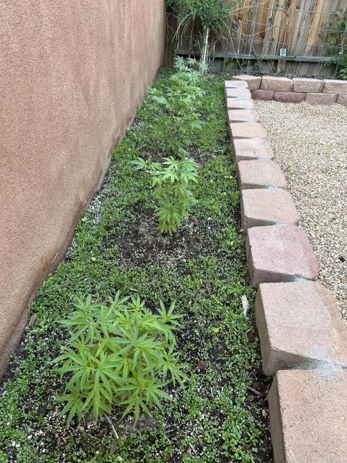 Mixed Organic Photo Outdoor. Week 10
