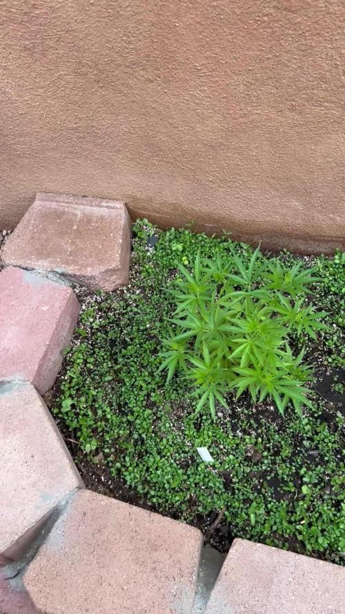 Mixed Organic Photo Outdoor