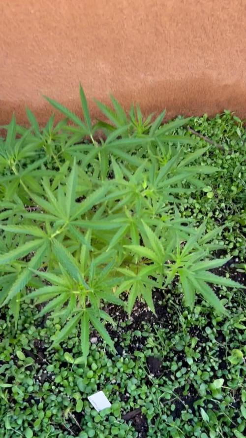 Mixed Organic Photo Outdoor