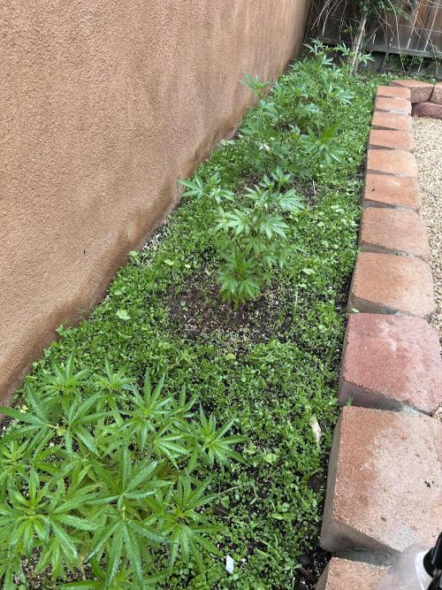 Mixed Organic Photo Outdoor. Week 10