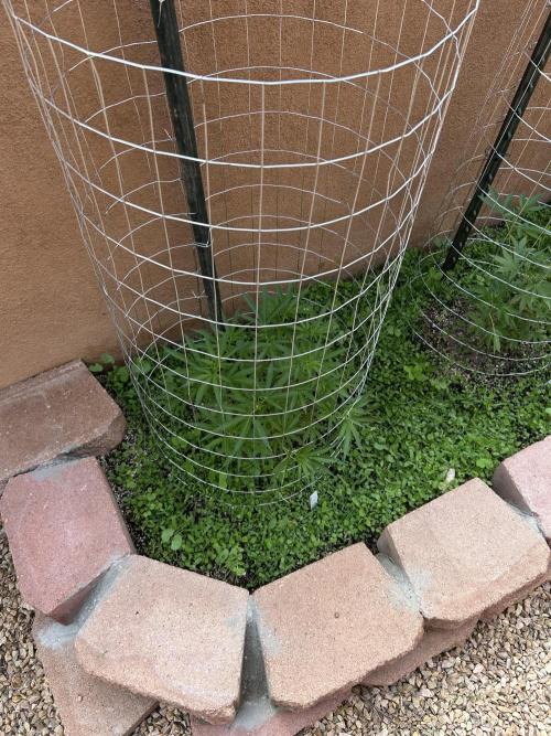 Mixed Organic Photo Outdoor. Week 10