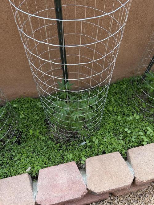 Mixed Organic Photo Outdoor. Week 10
