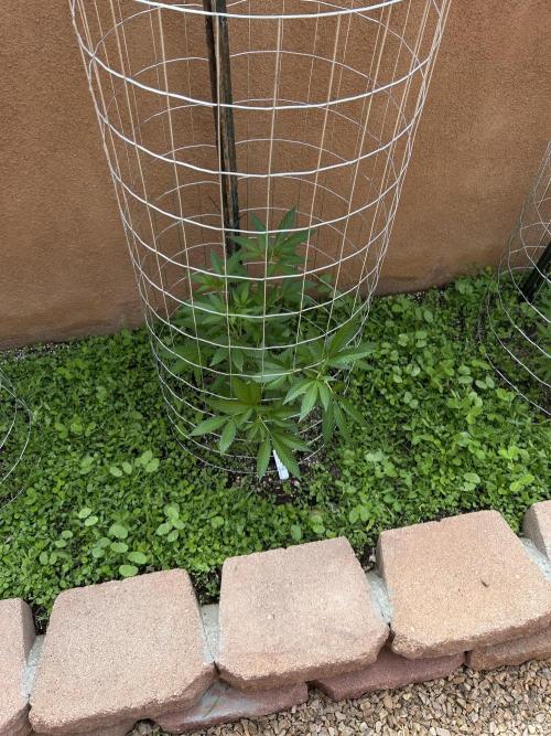 Mixed Organic Photo Outdoor. Week 10