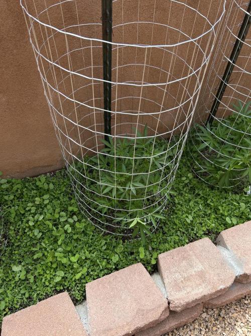 Mixed Organic Photo Outdoor. Week 10