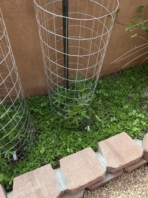 Mixed Organic Photo Outdoor. Week 10
