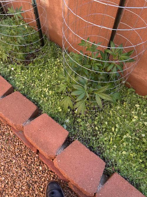 Mixed Organic Photo Outdoor. Week 11