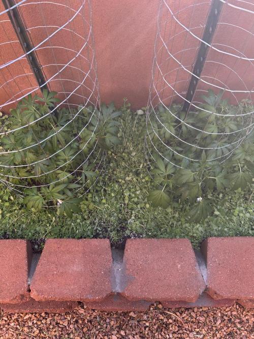 Mixed Organic Photo Outdoor. Week 11