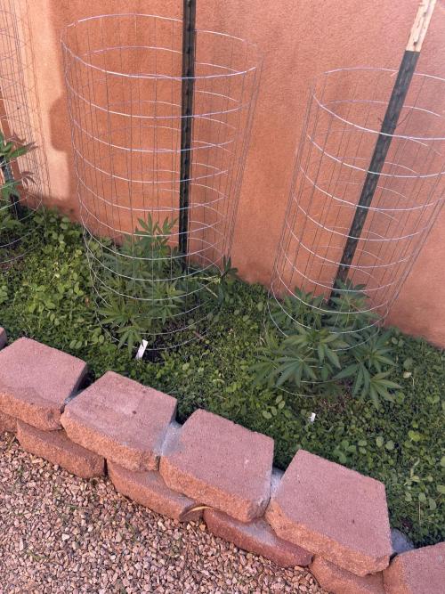 Mixed Organic Photo Outdoor. Week 11