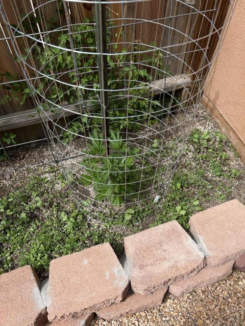 Mixed Organic Photo Outdoor. Week 11
