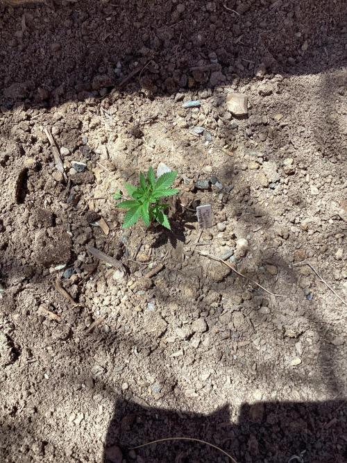 ETHOS Grandpas Cookies Multipack 2024. Week 4