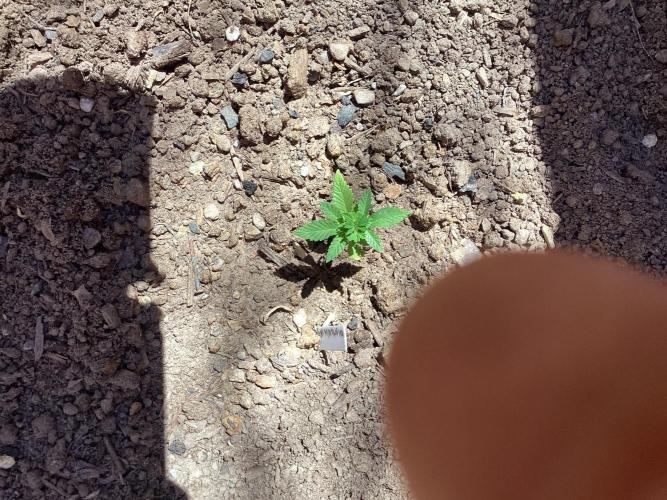 ETHOS Grandpas Cookies Multipack 2024. Week 4