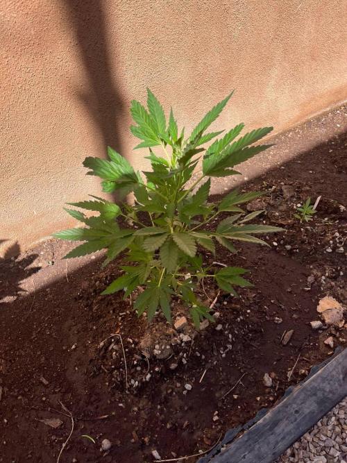 ETHOS Grandpas Cookies Multipack 2024. Week 6