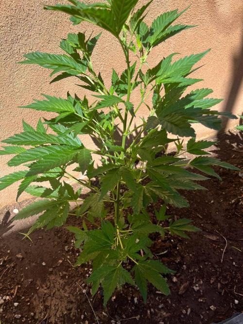 ETHOS Grandpas Cookies Multipack 2024. Week 6