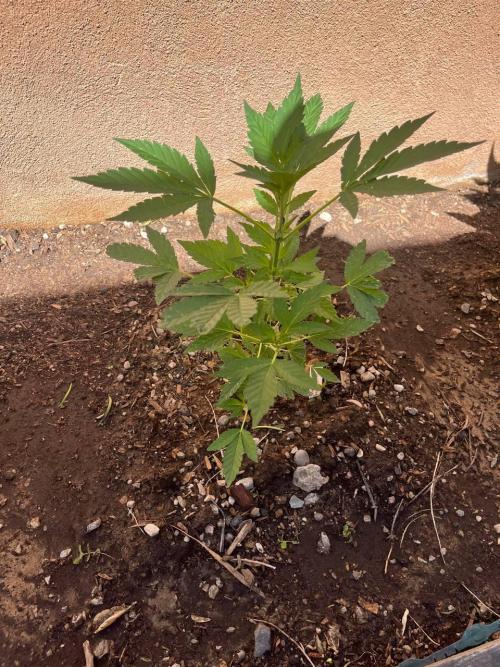 ETHOS Grandpas Cookies Multipack 2024. Week 6