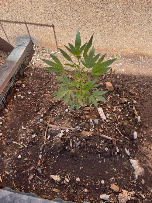 ETHOS Grandpas Cookies Multipack 2024. Week 6
