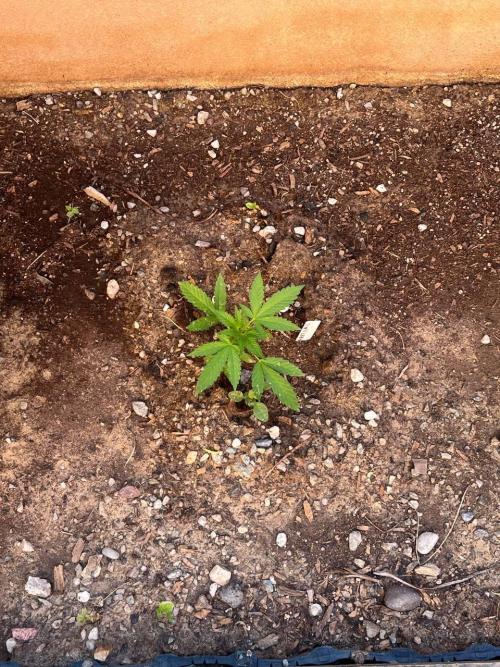 ETHOS Grandpas Cookies Multipack 2024. Week 8