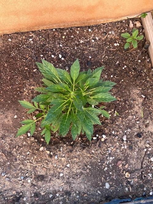 ETHOS Grandpas Cookies Multipack 2024. Week 8